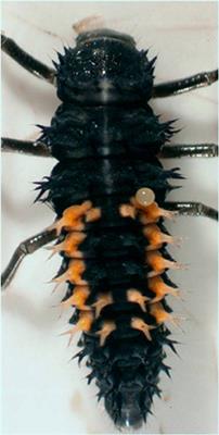 Spiny Prey, Fortunate Prey. Dorsal Spines Are an Asset in Intraguild Interactions among Lady Beetles